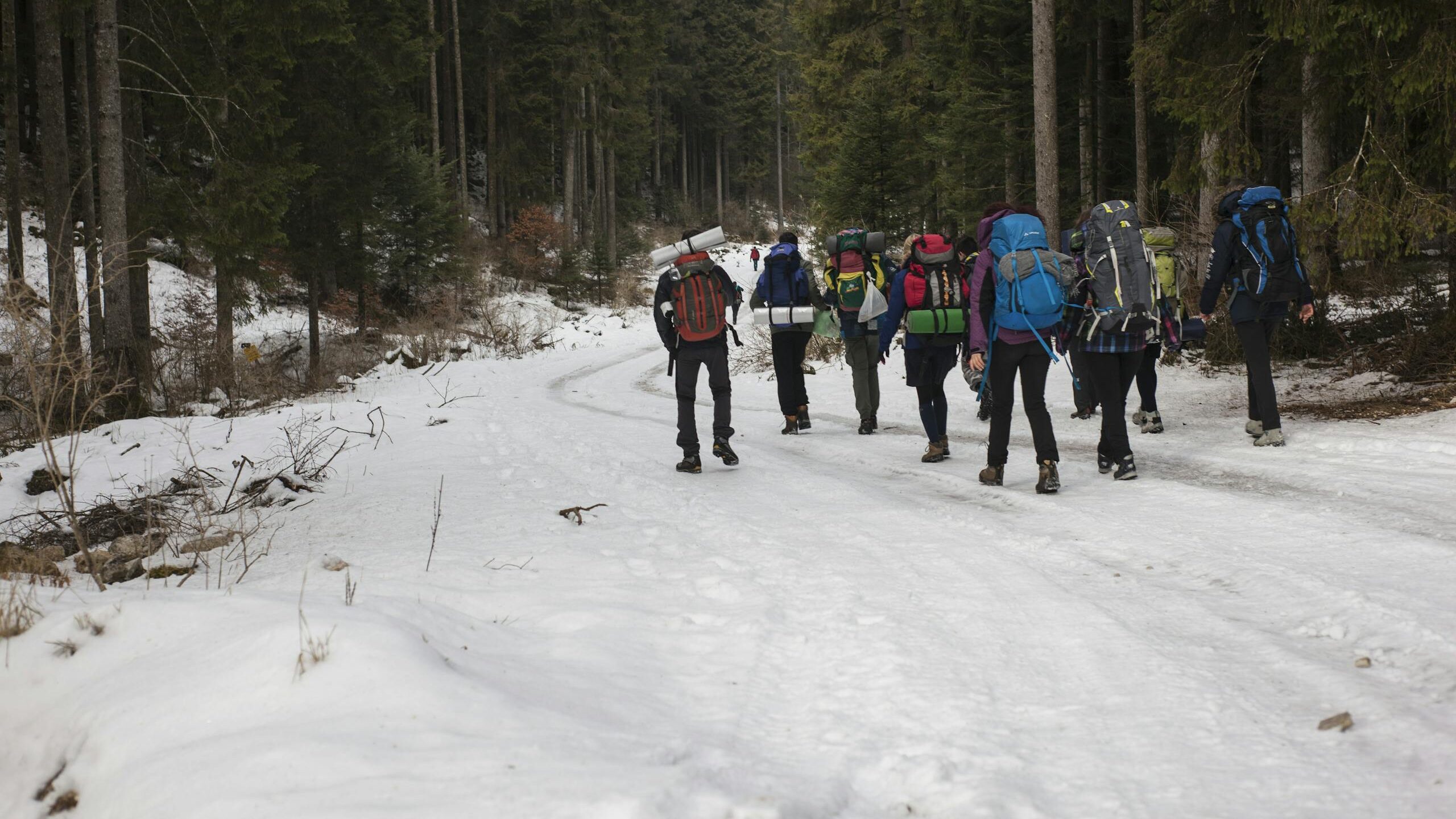 A group of hikers trek through a snowy forest trail during a winter expedition, showcasing outdoor adventure.