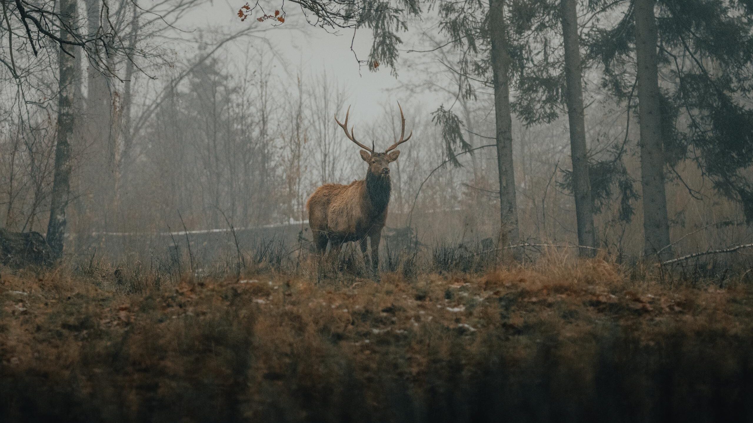 Wild deer with antlers standing on yellow grass in misty forest in autumn